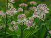 Astrantia major 'Buckland'